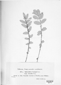 Sphaerotheca castagnei image